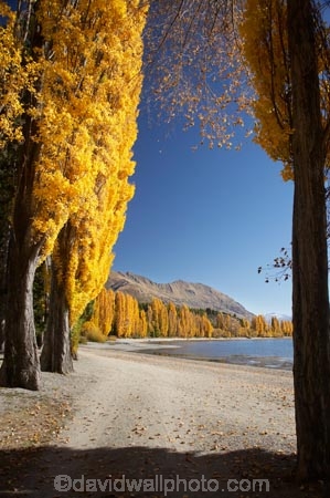 autuminal;autumn;autumn-colour;autumn-colours;autumnal;Central-Otago;color;colors;colour;colours;deciduous;fall;golden;lake;Lake-Wanaka;lakes;leaf;leaves;N.Z.;New-Zealand;NZ;Otago;poplar;poplar-tree;poplar-trees;poplars;S.I.;season;seasonal;seasons;SI;South-Is.;South-Island;Southern-Lakes;Southern-Lakes-District;Southern-Lakes-Region;tree;trees;Wanaka;yellow