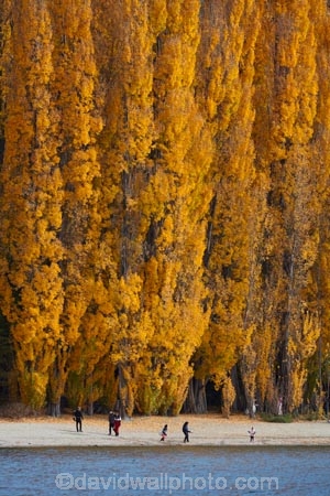 autuminal;autumn;autumn-colour;autumn-colours;autumnal;Central-Otago;color;colors;colour;colours;deciduous;fall;gold;golden;lake;Lake-Wanaka;lakes;leaf;leaves;N.Z.;New-Zealand;NZ;Otago;people;person;photographer;photographers;poplar;poplar-tree;poplar-trees;poplars;S.I.;season;seasonal;seasons;SI;South-Is.;South-Island;Southern-Lakes;Southern-Lakes-District;Southern-Lakes-Region;Sth-Is;still;tourism;tourist;tourists;tree;trees;Wanaka;water;yellow