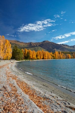 autuminal;autumn;autumn-colour;autumn-colours;autumnal;Central-Otago;color;colors;colour;colours;deciduous;fall;gold;golden;lake;Lake-Wanaka;lakes;leaf;leaves;Mount-Alpha;Mt-Alpha;Mt.-Alpha;N.Z.;New-Zealand;NZ;Otago;poplar;poplar-tree;poplar-trees;poplars;S.I.;season;seasonal;seasons;SI;South-Is.;South-Island;Southern-Lakes;Southern-Lakes-District;Southern-Lakes-Region;Sth-Is;tree;trees;Wanaka;water;yellow
