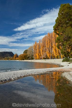autuminal;autumn;autumn-colour;autumn-colours;autumnal;calm;Central-Otago;color;colors;colour;colours;deciduous;fall;gold;golden;lake;Lake-Wanaka;lakes;leaf;leaves;N.Z.;New-Zealand;NZ;Otago;placid;poplar;poplar-tree;poplar-trees;poplars;quiet;reflected;reflection;reflections;S.I.;season;seasonal;seasons;serene;SI;smooth;South-Is.;South-Island;Southern-Lakes;Southern-Lakes-District;Southern-Lakes-Region;Sth-Is;still;tranquil;tree;trees;Wanaka;water;yellow