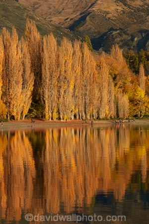 autuminal;autumn;autumn-colour;autumn-colours;autumnal;calm;Central-Otago;color;colors;colour;colours;deciduous;fall;gold;golden;lake;Lake-Wanaka;lakes;leaf;leaves;N.Z.;New-Zealand;NZ;Otago;people;person;photographer;photographers;placid;poplar;poplar-tree;poplar-trees;poplars;quiet;reflected;reflection;reflections;S.I.;season;seasonal;seasons;serene;SI;smooth;South-Is.;South-Island;Southern-Lakes;Southern-Lakes-District;Southern-Lakes-Region;Sth-Is;still;tourism;tourist;tourists;tranquil;tree;trees;Wanaka;water;yellow