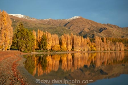 autuminal;autumn;autumn-colour;autumn-colours;autumnal;calm;Central-Otago;color;colors;colour;colours;deciduous;fall;gold;golden;lake;Lake-Wanaka;lakes;leaf;leaves;Mount-Alpha;Mt-Alpha;Mt.-Alpha;N.Z.;New-Zealand;NZ;Otago;placid;poplar;poplar-tree;poplar-trees;poplars;quiet;reflected;reflection;reflections;S.I.;season;seasonal;seasons;serene;SI;smooth;South-Is.;South-Island;Southern-Lakes;Southern-Lakes-District;Southern-Lakes-Region;Sth-Is;still;tranquil;tree;trees;Wanaka;water;yellow