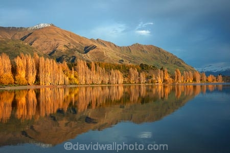 autuminal;autumn;autumn-colour;autumn-colours;autumnal;calm;Central-Otago;color;colors;colour;colours;deciduous;fall;gold;golden;lake;Lake-Wanaka;lakes;leaf;leaves;Mount-Alpha;Mt-Alpha;Mt.-Alpha;N.Z.;New-Zealand;NZ;Otago;placid;poplar;poplar-tree;poplar-trees;poplars;quiet;reflected;reflection;reflections;S.I.;season;seasonal;seasons;serene;SI;smooth;South-Is.;South-Island;Southern-Lakes;Southern-Lakes-District;Southern-Lakes-Region;Sth-Is;still;tranquil;tree;trees;Wanaka;water;yellow