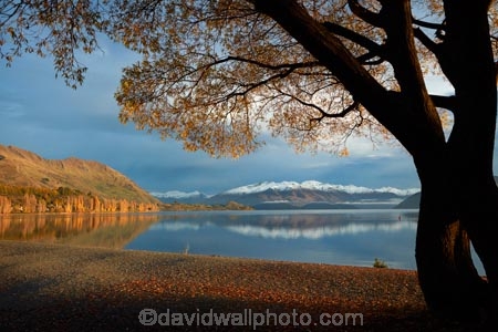 autuminal;autumn;autumn-colour;autumn-colours;autumnal;Buchanan-Mountains;Buchanan-Peaks;calm;Central-Otago;color;colors;colour;colours;deciduous;fall;gold;golden;lake;Lake-Wanaka;lakes;leaf;leaves;mountain;mountains;N.Z.;New-Zealand;NZ;Otago;placid;quiet;reflected;reflection;reflections;season;seasonal;seasons;serene;SI;smooth;snow;snow-capped;snowy;South-Island;Sth-Is;still;tranquil;tree;trees;Wanaka;water;willow;willow-tree;willow-trees;willows;yellow