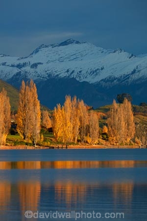 autuminal;autumn;autumn-colour;autumn-colours;autumnal;Buchanan-Mountains;Buchanan-Peaks;calm;Central-Otago;cloud;clouds;cloudy;color;colors;colour;colours;deciduous;fall;gold;golden;lake;Lake-Wanaka;lakes;leaf;leaves;Mount-Aspiring-N.P.;Mount-Aspiring-National-Park;Mount-Aspiring-NP;Mount-Avalanche;mountain;mountains;Mt-Aspiring-N.P.;Mt-Aspiring-National-Park;Mt-Aspiring-NP;Mt-Avalanche;N.Z.;New-Zealand;NZ;Otago;overcast;placid;poplar;poplar-tree;poplar-trees;poplars;quiet;reflected;reflection;reflections;season;seasonal;seasons;serene;SI;sky;smooth;snow;snow-capped;snowy;South-Island;Sth-Is;still;tranquil;tree;trees;Wanaka;water;yellow