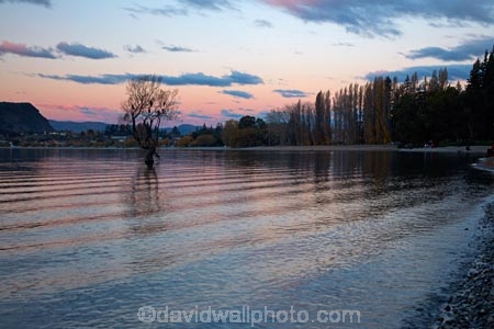 break-of-day;calm;Central-Otago;dawn;dawning;daybreak;first-light;lake;Lake-Wanaka;lakes;morning;N.Z.;New-Zealand;NZ;orange;Otago;placid;quiet;reflected;reflection;reflections;serene;SI;smooth;South-Island;Sth-Is;still;sunrise;sunrises;sunup;that-tree;that-wanaka-tree;thattree;thatwanakatree;tranquil;tree;tree-in-lake;trees;twilight;Wanaka;Wanaka-Tree;water;willow;willow-tree;willow-trees;willows