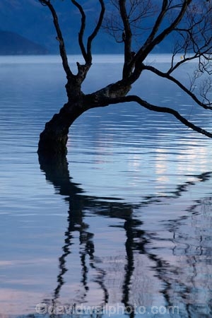 calm;Central-Otago;lake;Lake-Wanaka;lakes;N.Z.;New-Zealand;NZ;Otago;placid;quiet;reflected;reflection;reflections;serene;SI;smooth;South-Island;Sth-Is;still;that-tree;that-wanaka-tree;thattree;thatwanakatree;tranquil;tree;tree-in-lake;trees;Wanaka;Wanaka-Tree;water;willow;willow-tree;willow-trees;willows