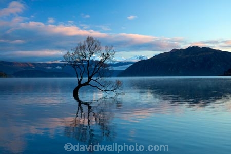 calm;Central-Otago;lake;Lake-Wanaka;lakes;N.Z.;New-Zealand;NZ;Otago;placid;quiet;reflected;reflection;reflections;serene;SI;smooth;South-Island;Sth-Is;still;that-tree;that-wanaka-tree;thattree;thatwanakatree;tranquil;tree;tree-in-lake;trees;Wanaka;Wanaka-Tree;water;willow;willow-tree;willow-trees;willows