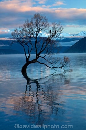 calm;Central-Otago;lake;Lake-Wanaka;lakes;N.Z.;New-Zealand;NZ;Otago;placid;quiet;reflected;reflection;reflections;serene;SI;smooth;South-Island;Sth-Is;still;that-tree;that-wanaka-tree;thattree;thatwanakatree;tranquil;tree;tree-in-lake;trees;Wanaka;Wanaka-Tree;water;willow;willow-tree;willow-trees;willows