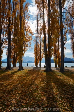 autuminal;autumn;autumn-colour;autumn-colours;autumn-leaves;autumnal;avenue;avenues;Central-Otago;color;colors;colour;colours;deciduous;fall;gold;golden;lake;Lake-Wanaka;lakes;leaf;leaves;N.Z.;New-Zealand;NZ;Otago;poplar;poplar-tree;poplar-trees;poplars;S.I.;season;seasonal;seasons;shadow;shadows;SI;South-Island;Southern-Lakes;Southern-Lakes-District;Southern-Lakes-Region;Sth-Is;tree;trees;trunk;trunks;Wanaka;yellow;model-released;model-release