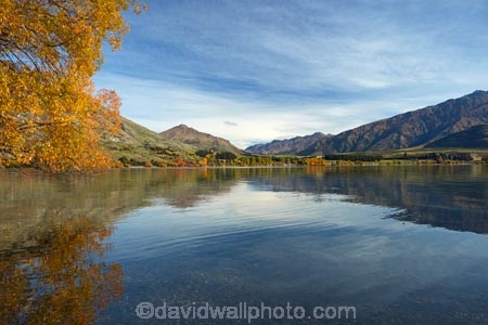autuminal;autumn;autumn-colour;autumn-colours;autumnal;calm;Central-Otago;color;colors;colour;colours;deciduous;fall;Glendhu-Bay;gold;golden;lake;Lake-Wanaka;lakes;leaf;leaves;N.Z.;New-Zealand;NZ;Otago;placid;quiet;reflected;reflection;reflections;season;seasonal;seasons;serene;SI;smooth;South-Island;Sth-Is;still;tranquil;tree;trees;Wanaka;water;yellow