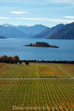 agricultural;agriculture;autuminal;autumn;autumn-colour;autumn-colours;autumnal;Central-Otago;Central-Otago-Vineyard;Central-Otago-Vineyards;Central-Otago-Winery;Central-Otago-Winerys;color;colors;colour;colours;country;countryside;crop;crops;cultivation;deciduous;fall;farm;farming;farmland;farms;field;fields;gold;golden;grape;grapes;grapevine;horticulture;lake;Lake-Wanaka;lakes;leaf;leaves;N.Z.;New-Zealand;NZ;Otago;Rippon;Rippon-Vineyard;row;rows;Ruby-Is;Ruby-Island;rural;season;seasonal;seasons;SI;South-Island;Sth-Is;tree;trees;vine;vines;vineyard;vineyards;vintage;Wanaka;wine;wineries;winery;wines;yellow