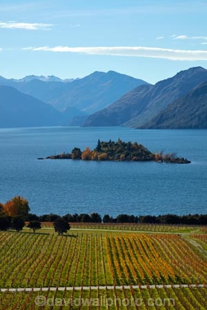 agricultural;agriculture;autuminal;autumn;autumn-colour;autumn-colours;autumnal;Central-Otago;Central-Otago-Vineyard;Central-Otago-Vineyards;Central-Otago-Winery;Central-Otago-Winerys;color;colors;colour;colours;country;countryside;crop;crops;cultivation;deciduous;fall;farm;farming;farmland;farms;field;fields;gold;golden;grape;grapes;grapevine;horticulture;lake;Lake-Wanaka;lakes;leaf;leaves;N.Z.;New-Zealand;NZ;Otago;Rippon;Rippon-Vineyard;row;rows;Ruby-Is;Ruby-Island;rural;season;seasonal;seasons;SI;South-Island;Sth-Is;tree;trees;vine;vines;vineyard;vineyards;vintage;Wanaka;wine;wineries;winery;wines;yellow