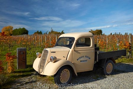 1937;agricultural;agriculture;automobile;automobiles;autuminal;autumn;autumn-colour;autumn-colours;autumnal;Central-Otago;Central-Otago-Vineyard;Central-Otago-Vineyards;Central-Otago-Winery;Central-Otago-Winerys;character;color;colors;colour;colours;country;countryside;crop;crops;cultivation;deciduous;fall;farm;farming;farmland;farms;field;fields;ford;gold;golden;grape;grapes;grapevine;heritage;historic;historical;history;horticulture;leaf;leaves;N.Z.;New-Zealand;NZ;old;old-fashioned;old_fashioned;Otago;pickup;pickup-truck;Rippon;Rippon-Vineyard;row;rows;rural;rustic;season;seasonal;seasons;SI;South-Island;Sth-Is;tradition;traditional;tree;trees;truck;trucks;vehicle;vehicles;vine;vines;vineyard;vineyards;vintage;Vintage-Ford;Vintage-Ford-Truck;Vintage-Truck;Wanaka;Wanaka-Station;wine;wineries;winery;wines;yellow