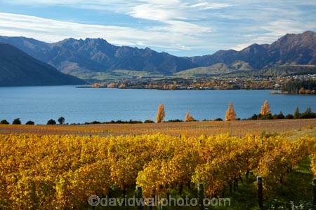 agricultural;agriculture;autuminal;autumn;autumn-colour;autumn-colours;autumnal;Central-Otago;Central-Otago-Vineyard;Central-Otago-Vineyards;Central-Otago-Winery;Central-Otago-Winerys;color;colors;colour;colours;country;countryside;crop;crops;cultivation;deciduous;fall;farm;farming;farmland;farms;field;fields;gold;golden;grape;grapes;grapevine;horticulture;lake;Lake-Wanaka;lakes;leaf;leaves;N.Z.;New-Zealand;NZ;Otago;Rippon;Rippon-Vineyard;row;rows;rural;season;seasonal;seasons;SI;South-Island;Sth-Is;tree;trees;vine;vines;vineyard;vineyards;vintage;Wanaka;wine;wineries;winery;wines;yellow