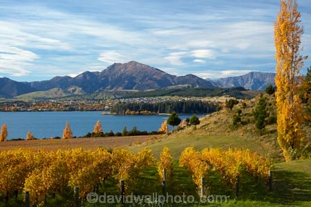 agricultural;agriculture;autuminal;autumn;autumn-colour;autumn-colours;autumnal;Central-Otago;Central-Otago-Vineyard;Central-Otago-Vineyards;Central-Otago-Winery;Central-Otago-Winerys;color;colors;colour;colours;country;countryside;crop;crops;cultivation;deciduous;fall;farm;farming;farmland;farms;field;fields;gold;golden;grape;grapes;grapevine;horticulture;lake;Lake-Wanaka;lakes;leaf;leaves;N.Z.;New-Zealand;NZ;Otago;poplar;poplar-tree;poplar-trees;poplars;Rippon;Rippon-Vineyard;row;rows;rural;season;seasonal;seasons;SI;South-Island;Sth-Is;tree;trees;vine;vines;vineyard;vineyards;vintage;Wanaka;wine;wineries;winery;wines;yellow