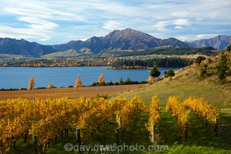 agricultural;agriculture;autuminal;autumn;autumn-colour;autumn-colours;autumnal;Central-Otago;Central-Otago-Vineyard;Central-Otago-Vineyards;Central-Otago-Winery;Central-Otago-Winerys;color;colors;colour;colours;country;countryside;crop;crops;cultivation;deciduous;fall;farm;farming;farmland;farms;field;fields;gold;golden;grape;grapes;grapevine;horticulture;lake;Lake-Wanaka;lakes;leaf;leaves;N.Z.;New-Zealand;NZ;Otago;Rippon;Rippon-Vineyard;row;rows;rural;season;seasonal;seasons;SI;South-Island;Sth-Is;tree;trees;vine;vines;vineyard;vineyards;vintage;Wanaka;wine;wineries;winery;wines;yellow