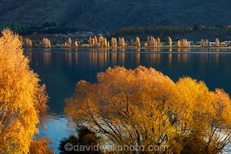 autuminal;autumn;autumn-colour;autumn-colours;autumnal;calm;Central-Otago;color;colors;colour;colours;deciduous;fall;gold;golden;lake;Lake-Wanaka;lakes;leaf;leaves;N.Z.;New-Zealand;NZ;Otago;placid;poplar;poplar-tree;poplar-trees;poplars;quiet;reflected;reflection;reflections;S.I.;season;seasonal;seasons;serene;SI;smooth;South-Is.;South-Island;Southern-Lakes;Southern-Lakes-District;Southern-Lakes-Region;Sth-Is;still;tranquil;tree;trees;Wanaka;water;willow;willow-tree;willow-trees;willows;yellow