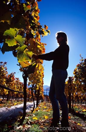 agricultural;agriculture;crop;crops;cultivation;food;fruit;fruits;grape;grapes;grapevine;harvest;harvester;harvesting;horticulture;hot;pick;picker;picking;ripe;row;rows;season;seasonal;seasons;summer;summertime;summery;vine;vines;vineyard;vineyards;vintage;warm;wine;wineries;winery;wines;worker;working