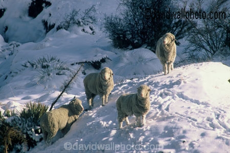 agriculture;cold;countryside;farm;farming;farmland;farms;freeze;freezing;grazing;harsh;high-country;highcountry;lamb;land;merino;mountain;mountains;mutton;pastoral;snow;white;winter;wool