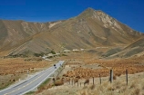 Central-Otago;centre-line;centre-lines;centre_line;centre_lines;centreline;centrelines;driving;high-country;highcountry;highland;highlands;highway;highways;Lindis-Pass;N.Z.;New-Zealand;North-Otago;NZ;open-road;open-roads;Otago;ridge;ridgeline;ridgelines;ridges;road;road-trip;roads;SI;snow-tussock;snow-tussocks;South-Island;State-Highway-8;State-Highway-Eight;straight;transport;transportation;travel;traveling;travelling;trip;tussock;tussock-land;tussock-lands;tussockland;tussocklands;tussocks;uplands