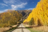 autuminal;autumn;autumn-colour;autumn-colours;autumnal;avenue;avenues;Central-Otago;color;colors;colour;colours;countryside;deciduous;fall;Gladstone-Road;golden;gravel-road;gravel-roads;Hawea;leaf;leaves;metal-road;metal-roads;metalled-road;metalled-roads;N.Z.;New-Zealand;NZ;Otago;poplar;poplar-tree;poplar-trees;poplars;road;roads;rural;S.I.;season;seasonal;seasons;SI;South-Island;Southern-Lakes;Southern-Lakes-District;Southern-Lakes-Region;tree;trees;willow;willow-tree;willow-trees;willows;yellow