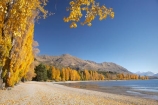 autuminal;autumn;autumn-colour;autumn-colours;autumnal;Central-Otago;color;colors;colour;colours;deciduous;fall;golden;lake;Lake-Wanaka;lakes;leaf;leaves;Mount-Alpha;Mt-Alpha;Mt.-Alpha;N.Z.;New-Zealand;NZ;Otago;poplar;poplar-tree;poplar-trees;poplars;Roys-Peak;S.I.;season;seasonal;seasons;SI;South-Is.;South-Island;Southern-Lakes;Southern-Lakes-District;Southern-Lakes-Region;tree;trees;Wanaka;yellow