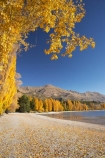 autuminal;autumn;autumn-colour;autumn-colours;autumnal;Central-Otago;color;colors;colour;colours;deciduous;fall;golden;lake;Lake-Wanaka;lakes;leaf;leaves;Mount-Alpha;Mt-Alpha;Mt.-Alpha;N.Z.;New-Zealand;NZ;Otago;poplar;poplar-tree;poplar-trees;poplars;S.I.;season;seasonal;seasons;SI;South-Is.;South-Island;Southern-Lakes;Southern-Lakes-District;Southern-Lakes-Region;tree;trees;Wanaka;yellow