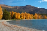 autuminal;autumn;autumn-colour;autumn-colours;autumnal;Central-Otago;color;colors;colour;colours;deciduous;fall;gold;golden;lake;Lake-Wanaka;lakes;leaf;leaves;Mount-Alpha;Mt-Alpha;Mt.-Alpha;N.Z.;New-Zealand;NZ;Otago;poplar;poplar-tree;poplar-trees;poplars;S.I.;season;seasonal;seasons;SI;South-Is.;South-Island;Southern-Lakes;Southern-Lakes-District;Southern-Lakes-Region;Sth-Is;tree;trees;Wanaka;water;yellow