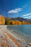 autuminal;autumn;autumn-colour;autumn-colours;autumnal;Central-Otago;color;colors;colour;colours;deciduous;fall;gold;golden;lake;Lake-Wanaka;lakes;leaf;leaves;Mount-Alpha;Mt-Alpha;Mt.-Alpha;N.Z.;New-Zealand;NZ;Otago;poplar;poplar-tree;poplar-trees;poplars;S.I.;season;seasonal;seasons;SI;South-Is.;South-Island;Southern-Lakes;Southern-Lakes-District;Southern-Lakes-Region;Sth-Is;tree;trees;Wanaka;water;yellow