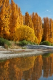 autuminal;autumn;autumn-colour;autumn-colours;autumnal;calm;Central-Otago;color;colors;colour;colours;deciduous;fall;gold;golden;lake;Lake-Wanaka;lakes;leaf;leaves;N.Z.;New-Zealand;NZ;Otago;placid;poplar;poplar-tree;poplar-trees;poplars;quiet;reflected;reflection;reflections;S.I.;season;seasonal;seasons;serene;SI;smooth;South-Is.;South-Island;Southern-Lakes;Southern-Lakes-District;Southern-Lakes-Region;Sth-Is;still;tranquil;tree;trees;Wanaka;water;yellow
