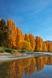 autuminal;autumn;autumn-colour;autumn-colours;autumnal;calm;Central-Otago;color;colors;colour;colours;deciduous;fall;gold;golden;lake;Lake-Wanaka;lakes;leaf;leaves;N.Z.;New-Zealand;NZ;Otago;placid;poplar;poplar-tree;poplar-trees;poplars;quiet;reflected;reflection;reflections;S.I.;season;seasonal;seasons;serene;SI;smooth;South-Is.;South-Island;Southern-Lakes;Southern-Lakes-District;Southern-Lakes-Region;Sth-Is;still;tranquil;tree;trees;Wanaka;water;yellow