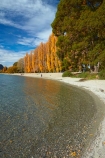 autuminal;autumn;autumn-colour;autumn-colours;autumnal;Central-Otago;color;colors;colour;colours;deciduous;fall;gold;golden;lake;Lake-Wanaka;lakes;leaf;leaves;N.Z.;New-Zealand;NZ;Otago;poplar;poplar-tree;poplar-trees;poplars;S.I.;season;seasonal;seasons;SI;South-Is.;South-Island;Southern-Lakes;Southern-Lakes-District;Southern-Lakes-Region;Sth-Is;tree;trees;Wanaka;water;yellow