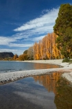 autuminal;autumn;autumn-colour;autumn-colours;autumnal;calm;Central-Otago;color;colors;colour;colours;deciduous;fall;gold;golden;lake;Lake-Wanaka;lakes;leaf;leaves;N.Z.;New-Zealand;NZ;Otago;placid;poplar;poplar-tree;poplar-trees;poplars;quiet;reflected;reflection;reflections;S.I.;season;seasonal;seasons;serene;SI;smooth;South-Is.;South-Island;Southern-Lakes;Southern-Lakes-District;Southern-Lakes-Region;Sth-Is;still;tranquil;tree;trees;Wanaka;water;yellow