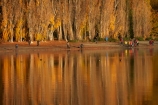 autuminal;autumn;autumn-colour;autumn-colours;autumnal;calm;Central-Otago;color;colors;colour;colours;deciduous;fall;gold;golden;lake;Lake-Wanaka;lakes;leaf;leaves;N.Z.;New-Zealand;NZ;Otago;people;person;photographer;photographers;placid;poplar;poplar-tree;poplar-trees;poplars;quiet;reflected;reflection;reflections;S.I.;season;seasonal;seasons;serene;SI;smooth;South-Is.;South-Island;Southern-Lakes;Southern-Lakes-District;Southern-Lakes-Region;Sth-Is;still;tourism;tourist;tourists;tranquil;tree;trees;Wanaka;water;yellow