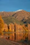 autuminal;autumn;autumn-colour;autumn-colours;autumnal;calm;Central-Otago;color;colors;colour;colours;deciduous;fall;gold;golden;lake;Lake-Wanaka;lakes;leaf;leaves;Mount-Alpha;Mt-Alpha;Mt.-Alpha;N.Z.;New-Zealand;NZ;Otago;placid;poplar;poplar-tree;poplar-trees;poplars;quiet;reflected;reflection;reflections;S.I.;season;seasonal;seasons;serene;SI;smooth;South-Is.;South-Island;Southern-Lakes;Southern-Lakes-District;Southern-Lakes-Region;Sth-Is;still;tranquil;tree;trees;Wanaka;water;yellow