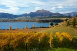 agricultural;agriculture;autuminal;autumn;autumn-colour;autumn-colours;autumnal;Central-Otago;Central-Otago-Vineyard;Central-Otago-Vineyards;Central-Otago-Winery;Central-Otago-Winerys;color;colors;colour;colours;country;countryside;crop;crops;cultivation;deciduous;fall;farm;farming;farmland;farms;field;fields;gold;golden;grape;grapes;grapevine;horticulture;lake;Lake-Wanaka;lakes;leaf;leaves;N.Z.;New-Zealand;NZ;Otago;Rippon;Rippon-Vineyard;row;rows;rural;season;seasonal;seasons;SI;South-Island;Sth-Is;tree;trees;vine;vines;vineyard;vineyards;vintage;Wanaka;wine;wineries;winery;wines;yellow