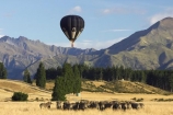 adventure;air;Air-Games;aviation;balloon;ballooning;balloons;flight;float;floating;fly;flying;horticulture;hot-air-balloon;hot-air-ballooning;hot-air-balloons;Hot_air-Balloon;hot_air-ballooning;hot_air-balloons;hotair-balloon;hotair-balloons;merino;mid-air;mid_air;mountain;mountains;N.Z.;New-Zealand;New-Zealand-Air-Games;NZ;NZ-Air-Games;Otago;S.I.;sheep;SI;South-Island;sport;sports;stock;transport;transportation;Wanaka