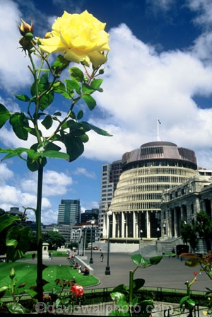 roses;flower;flowers;yellow;capital;government;historical;historic;member;members;cabinet;mp;mps;prime;minister