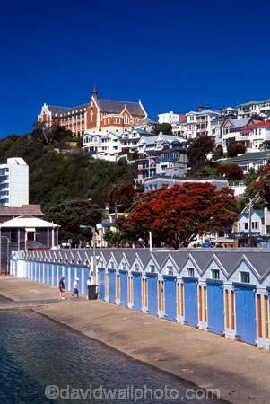 boat;boats;yacht;yachts;harbor;harbors;harbour;harbours;dock;quay;city;basin;water;waterfront;waterside;marinas;marina;clyde-quay;wellington;north-island;boatsheds;shed;pohutukawa