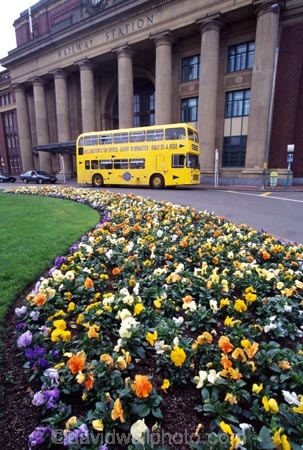 Yellow;Bus;buses;transport;transportation;Wellington;Railway-Station;historic;historical;garden;gardens;flower;flowers;commute;commuter;commuters;commuting;comute;comuter;comuters;comuting