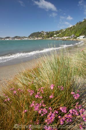 beach;beaches;capital;capitals;coast;coastal;coastline;coastlines;coasts;flower;flowers;foreshore;N.I.;N.Z.;New-Zealand;NI;North-Is;North-Island;NZ;ocean;oceans;pink;sand;sandy;sea;seas;shore;shoreline;shorelines;shores;surf;water;wave;waves;Wellington;Wellington-Harbor;Wellington-Harbour;wild-flower;wild-flowers;Wildflowers;Worser-Bay