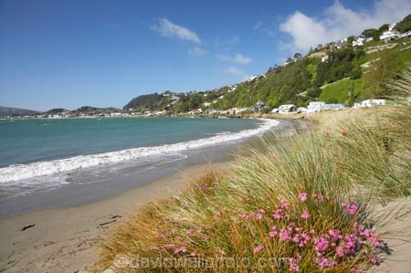 beach;beaches;capital;capitals;coast;coastal;coastline;coastlines;coasts;flower;flowers;foreshore;N.I.;N.Z.;New-Zealand;NI;North-Is;North-Island;NZ;ocean;oceans;pink;sand;sandy;sea;seas;shore;shoreline;shorelines;shores;surf;water;wave;waves;Wellington;Wellington-Harbor;Wellington-Harbour;wild-flower;wild-flowers;Wildflowers;Worser-Bay