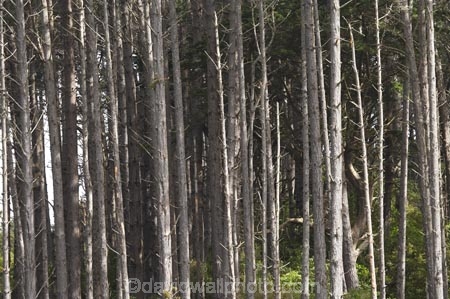 capital;capitals;exotic-forest;exotic-forestry;exotic-forests;forest;forestry;forests;Karori-Wildlife-Sanctuary;N.I.;N.Z.;New-Zealand;NI;North-Is;North-Island;NZ;pattern;patters;pine-tree;pine-trees;straight;timber;tree;trees;trunk;trunks;vertical;Wellington;wood;woods