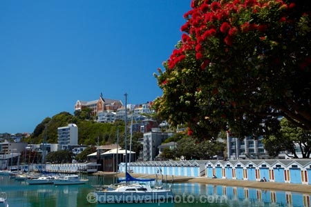 boat;boat-harbor;boat-harbors;boat-harbour;boat-harbours;boat-house;boat-houses;boat-shed;boat-sheds;boat_house;boat_houses;boats;boatshed;boatsheds;building;buildings;capital;capitals;Clyde-Quay-Marina;coast;coastal;crimson;crimson-flower;crimson-flowers;cruiser;cruisers;flower;flowers;harbor;harbors;harbour;harbours;heritage;historic;historic-building;historic-buildings;historical;historical-building;historical-buildings;history;Lambton-Harbour;launch;launches;marina;marinas;metrosideros-excelsa;N.I.;N.Z.;native;native-plant;native-plants;New-Zealand;NI;North-Is;North-Is.;North-Island;Nth-Is;NZ;old;Oriental-Bay;pohutakawa;pohutakawas;pohutukawa;pohutukawa-flower;pohutukawa-flowers;pohutukawa-tree;pohutukawa-trees;pohutukawas;Port-Nicholson;red;red-flower;red-flowers;summer;Te-Whanganui_a_Tara;tradition;traditional;tree;trees;waterfront;Wellington;Wellington-Harbor;Wellington-Harbour;Wellington-Waterfront;yacht;yachts