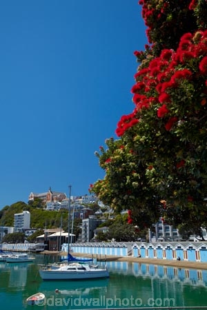boat;boat-harbor;boat-harbors;boat-harbour;boat-harbours;boat-house;boat-houses;boat-shed;boat-sheds;boat_house;boat_houses;boats;boatshed;boatsheds;building;buildings;capital;capitals;Clyde-Quay-Marina;coast;coastal;crimson;crimson-flower;crimson-flowers;cruiser;cruisers;flower;flowers;harbor;harbors;harbour;harbours;heritage;historic;historic-building;historic-buildings;historical;historical-building;historical-buildings;history;Lambton-Harbour;launch;launches;marina;marinas;metrosideros-excelsa;N.I.;N.Z.;native;native-plant;native-plants;New-Zealand;NI;North-Is;North-Is.;North-Island;Nth-Is;NZ;old;Oriental-Bay;pohutakawa;pohutakawas;pohutukawa;pohutukawa-flower;pohutukawa-flowers;pohutukawa-tree;pohutukawa-trees;pohutukawas;Port-Nicholson;red;red-flower;red-flowers;summer;Te-Whanganui_a_Tara;tradition;traditional;tree;trees;waterfront;Wellington;Wellington-Harbor;Wellington-Harbour;Wellington-Waterfront;yacht;yachts