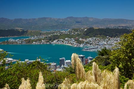 Austroderia;C.B.D.;CBD;Central-Business-District;coast;coastal;downtown;grass;grasses;harbor;harbors;harbour;harbours;N.I.;N.Z.;New-Zealand;NI;North-Is.;North-Island;Nth-Is;NZ;Oriental-Bay;Oriental-Parade;Oriental-Pde;Port-Nicholson;Te-Ahumairangi-Hill;Te-Whanganui_a_Tara;Tinakori-Hill;toetoe;toitoi;Wellington;Wellington-Harbor;Wellington-Harbour;Wellington-Waterfront