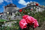 capital;government;governments;historical;historic;building;buildings;member;members;cabinet;mp;mps;columns;cabbage;tree;trees;prime;minister;parliament;wellington;capitals;beehive;rose;roses;flower;flowers;pink