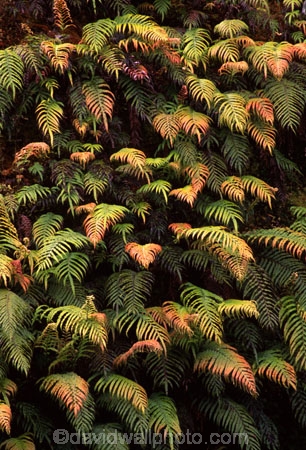 bank;fern;ferns;green;lush;native-bush;outdoor;outdoors;wall