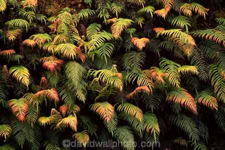 branch;branches;fern;ferns;forest;forestry;forests;frond;fronds;green;leaf;leaves;lush;native-bush;red;single